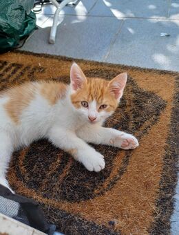 Katzenbabys - Untrasried