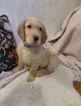 Labradoodle-Welpen ab sofort bereit die Welt auf vier Pfoten zu entdecken - Wadern