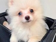 Pomeranian Welpen schöne Bärchengesichter suchen tolle Familien - Eichenzell