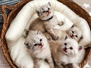 4 zauberhafte Ragdoll Kitten (Kater) zum reservieren! Katzenbabys / Kitten / Babykatzen - Neu Wulmstorf