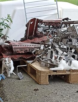 Babykatzen suchen neues Zuhause - Unterthingau