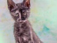 Cubacinha, ein neugieriges Katzenkind - Brunstorf