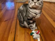 Erfahrener BKH Deckkater in whiskas (Classic Silver tabby) Berlin - Berlin