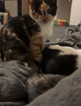 4 Monate alte kitten zu verkaufen - Hachenburg