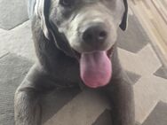 Labrador Silber - Dortmund