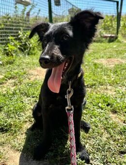 Bailey sucht ein Zuhause - Linden (Hessen)