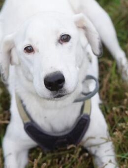 Cindy - verschmust & aufgeschlossen - Lohmar