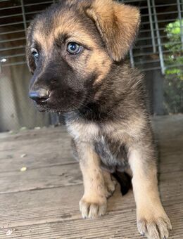Deutscher Schäferhund Welpen - Speyer
