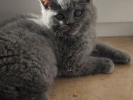 Bkh Kitten in Blau Farbe . ABGABEBEREIT - Hebertsfelden
