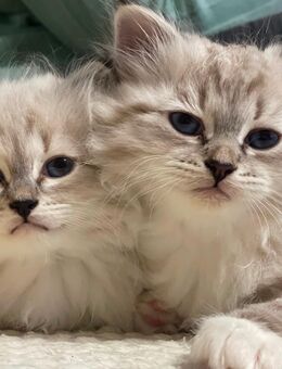 Süße Neva Masquarade Kitten / Katze abzugeben - Nagold