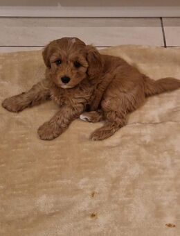 Maltipoo/ Toypudel-Welpen in liebevolle Hände abzugeben - Steinfurt