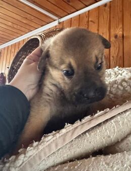 Shakira kleine Powermaus - Schlitz