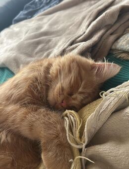 Dringend!!! Junge Sibirische waldkatzen /Ragdoll mix Kater suchen neues zuhause - Eislingen (Fils) Zentrum