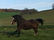 Reitponystute, 145 cm, 22 Jahre - Harztor