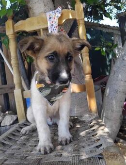 🩵 ARIK 🩵 - WICKELT DICH UM SEINE PFOTE - Alfeld (Leine)