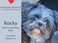 Rocky sucht liebevolles Zuhause - Lippetal