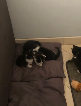 Babykatze - Gelsenkirchen