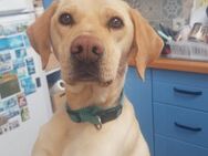 GINGER 🐾❤️ - Nürtingen