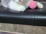 Babykatzen Bkh+Ragdoll mix - Mönchengladbach