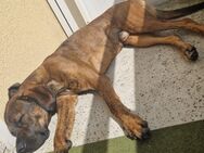 Hund - Zerbst (Anhalt)