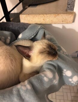 Siam kitten - Fulda