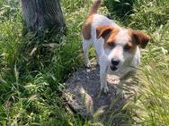 Reina die liebevolle Jackrusselmix Hündi - Rambin