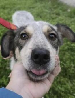 Fric zarter Hundejunge - Berlin