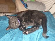 3 Zuckersüße Kitten suchen zu Hause - Wolnzach