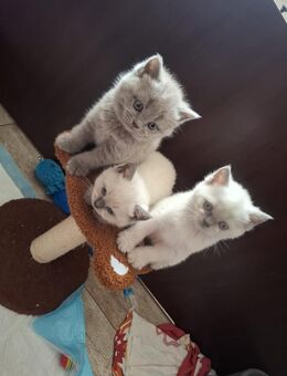 Britisch Kurzhaar Katze - Dorsten