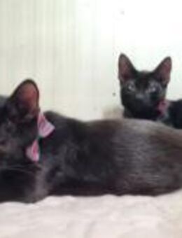 Batman & Robin Besondere Lackfellchen - Unterföhring