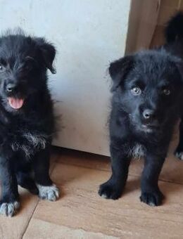 Tia & Malin suchen gemeinsames Zuhause - Schwalmtal (Nordrhein-Westfalen)
