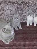 Britisch kurzhaar kitten zu verkaufen in 16833