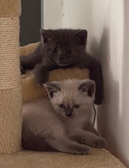 3 BKH Katzen die ein neues Zuhause suchen - Leimen Zentrum