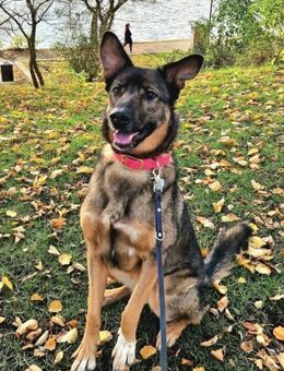 Schäfi-Mix Nelli in 25474 Bönningstedt - Hamburg