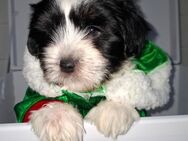 Havaneser Shihtzu Welpen suchen verantwortungsbewusste Familien