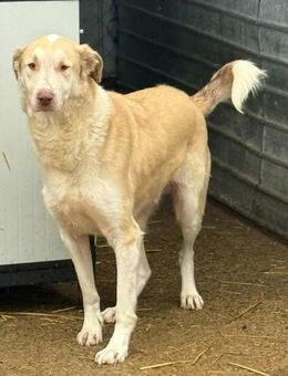 FUCHUR - süße Fellnase - Weiterstadt