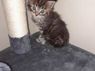 Main Coon Kitten - Sohland (Spree)