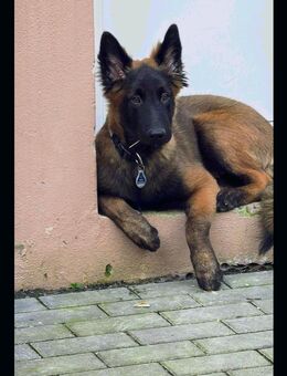 Malinoiswelpin, vielversprechend und talentiert abzugeben - Mallentin