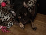 Französische Bulldogge - Ludwigshafen (Rhein)