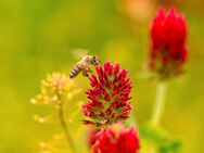 Inkarnatklee Samen roter Klee Bienen besserer Boden Rosenklee - Pfedelbach