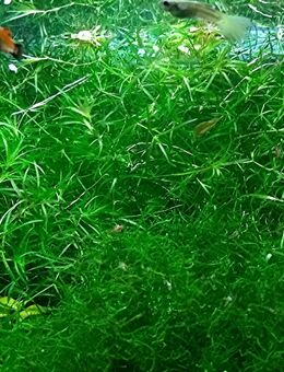 Guadeloupe Nixkraut, Wasserpflanze, Versand/ Abholung - Mechernich