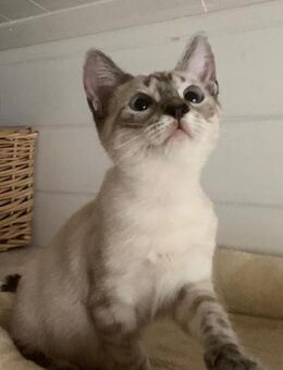 Wer gibt uns ein Zuhause? - Hamburg