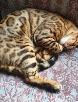 Bengal Kater reinrassig mit Stammbaum - black tabby rosetted - Bassum