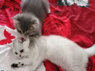 Reinrassige BKH Kitten.Abholbereit. - Geislingen (Steige)