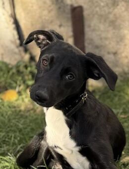 Süße Valea sucht ein Zuhause - Kleinostheim