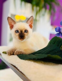 Siam Kätzchen reinrassig edel ( 1 Mädchen ) - Biberach (Riß)