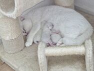 Britisch kurz haar kitten - Berlin Marzahn-Hellersdorf