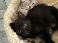 BKH Mix Kitten weiblich und männlich - Berlin