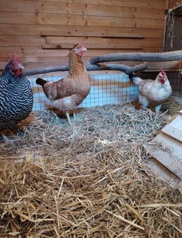 3 Junge Hühner - Niederkrüchten