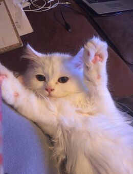 weiße Perser Katze Hauskatze - Erfurt